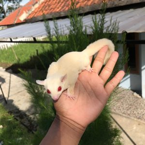 Indukan Albino