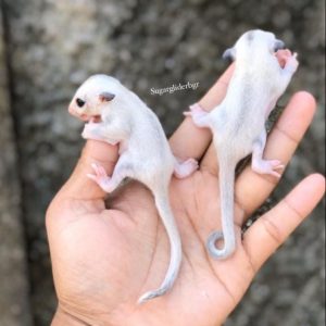 Available Joey Sugar Glider