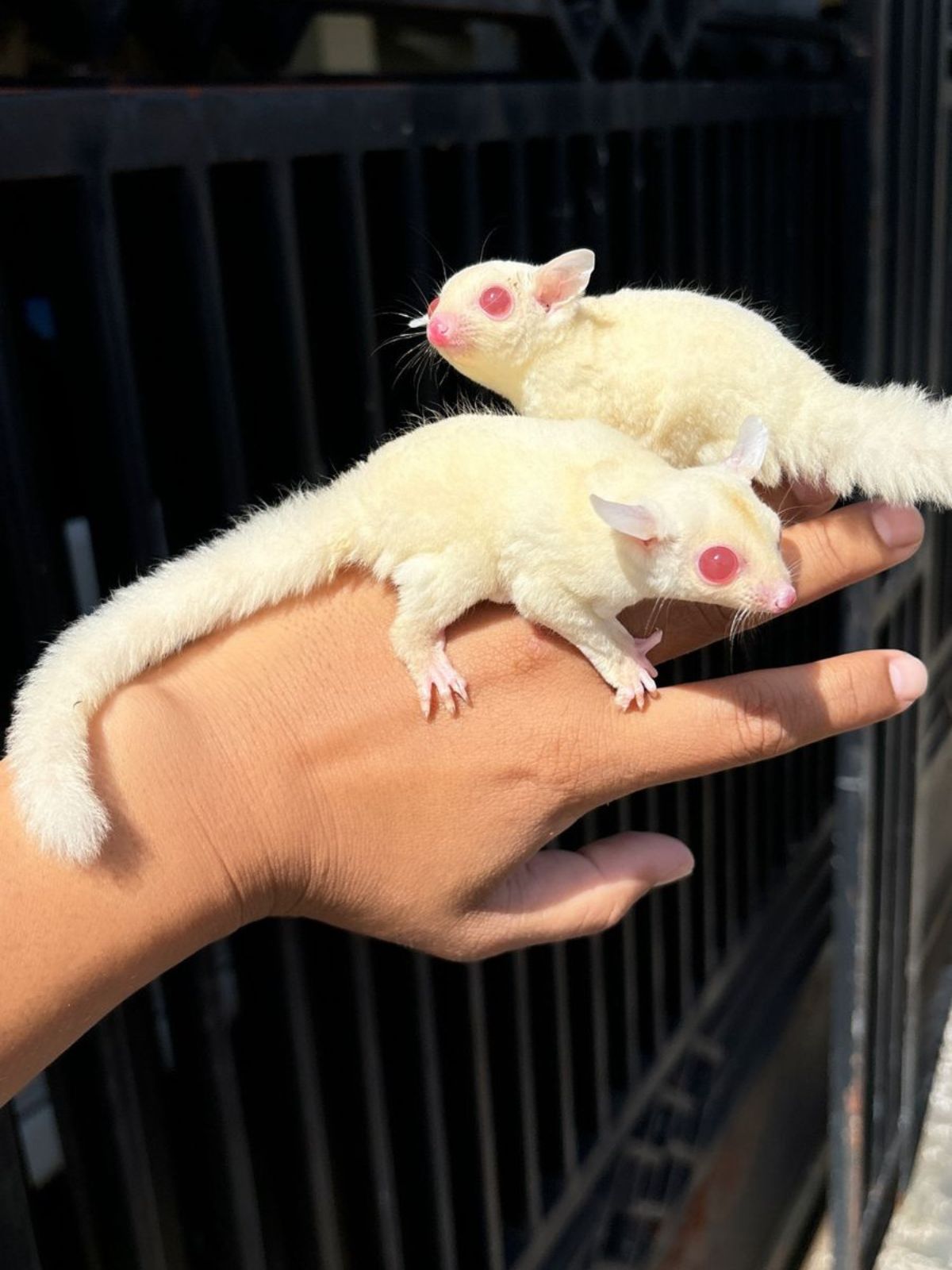pink eyes sugar glider