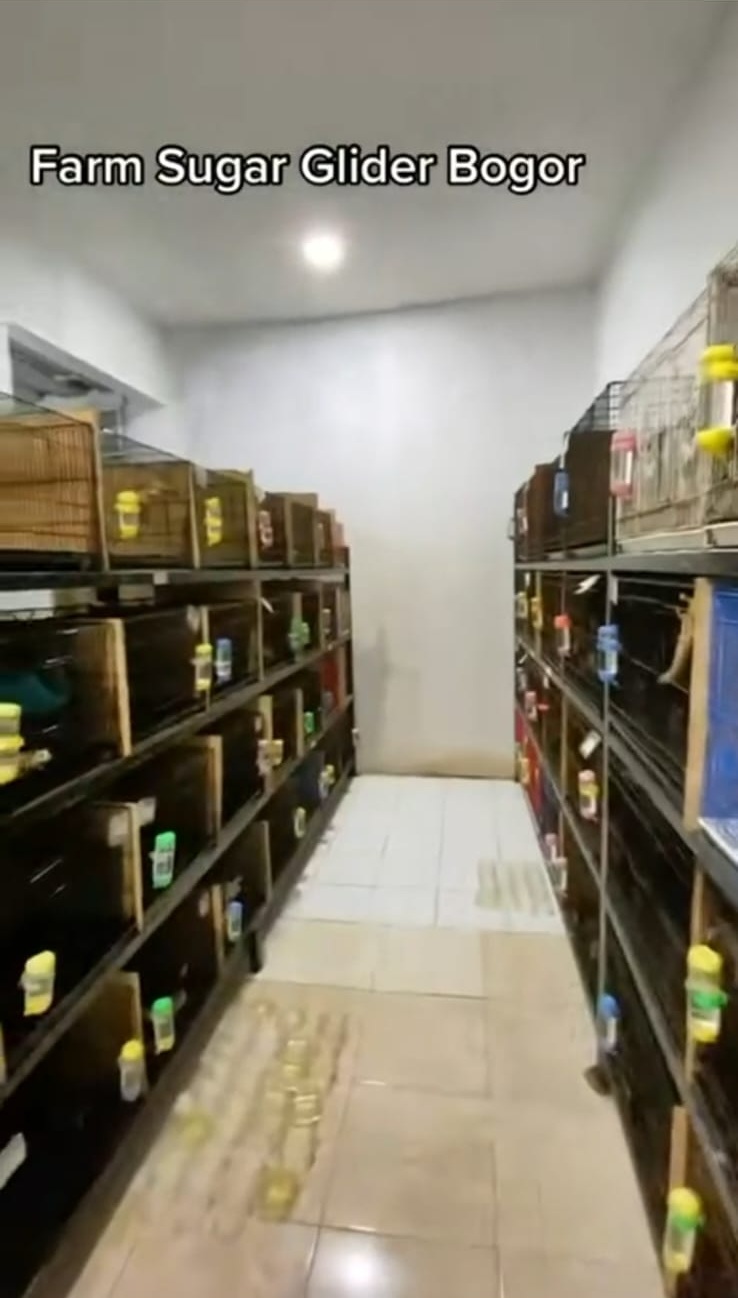 farm sugar glider bogor